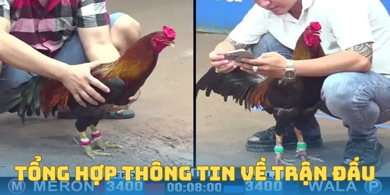 Trận Đá Gà 24 Tỷ - Bí Ẩn, Sự Thật Và Những Điều Cần Biết 2 Tổng hợp thông tin về trận đấu